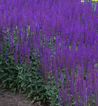 Steppen-Salbei �BLAUK�NIGIN�� Cont. 0,5 l