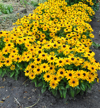 Sonnenhut (Rudbeckia) �LITTLEBECKIA� SUNSHINE� Cont. 0,5 l