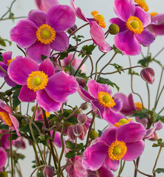 Anemone SPLENDENS Cont. 0,5 l