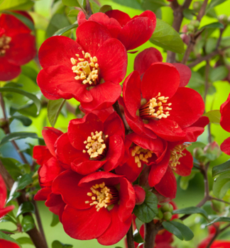 Zierquitte CRIMSON AND GOLD 50-60 cm, Cont. 2 l