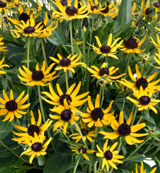 Sonnenhut (Rudbeckia) �SUN KA CHING� Cont. 0,5 l