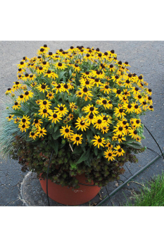 Sonnenhut (Rudbeckia) �SUN KA CHING� Cont. 0,5 l