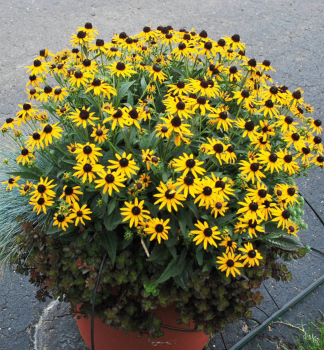 Sonnenhut (Rudbeckia) �SUN KA CHING� Cont. 0,5 l