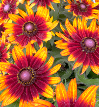 Sonnenhut (Rudbeckia) SMILEYZHAPPY Cont. 0,5 l