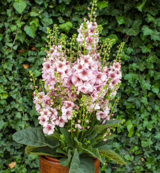 Knigskerze 'ROSIE', Cont. 0,5 l