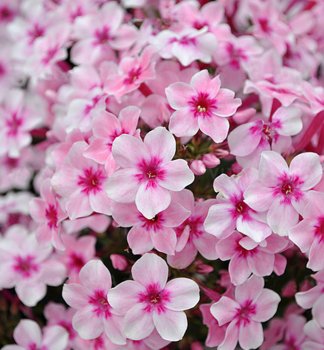Flammenblume EARLY PINK Cont. 0,5 l