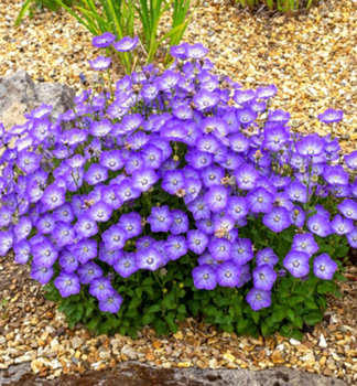 Glockenblume SAMANTHA Cont. 0,5 l