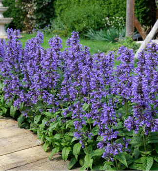 Katzenminze �NEPTUNE� Cont. 0,5 l