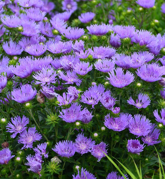 Kornblumenaster 'MEL'S BLUE' Cont. 1 l