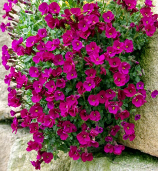 Blaukissen �AXCENT� BURGUNDY�, Cont. 1 l