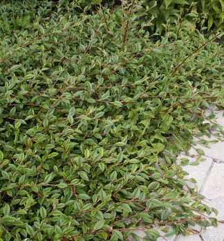 Cotoneaster salicifolius �PARKTEPPICH� lemovanie chodn�ka