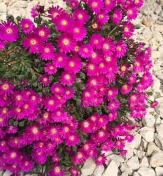 Mittagsblume �SUNDELLA NEON� Cont. 0,5 l