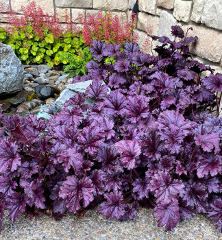 Purpurgl�ckchen �FOREVER� PURPLE� Cont. 0,5 l