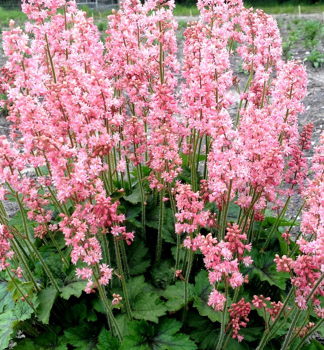 Bastardschaumblte PINK REVOLUTION, Cont. 0,5 l