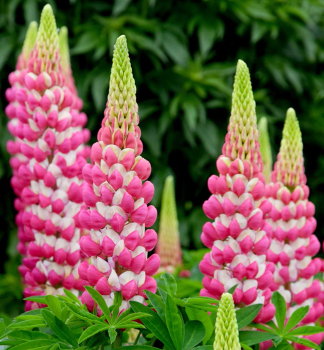 Lupine �RACHEL DE THAME� Cont. 1 l