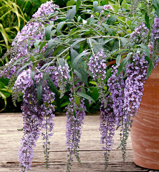 Sommerflieder WISTERIA LANE 15-20 cm, Cont. 2,5 l