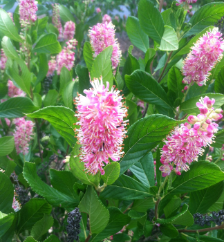 Zimterle �RUBY SPICE�, Cont. 1,4 l