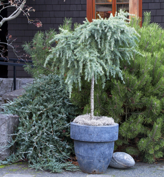 Himalaya-Zeder �FEELING BLUE� auf Stamm 40 cm, Cont. 9 l