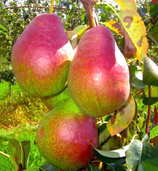 Birnenbaum ISOLDA Unterlage Quitte, wurzelnackt