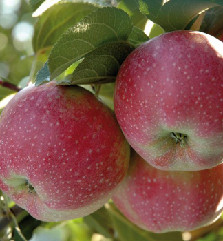 Apfel ALWA Unterl. M26, 150-170 cm, Cont. 7,5 l