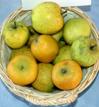 Apfelbaum �ANANAS RENETTE� Unterlage M26, wurzelnackt