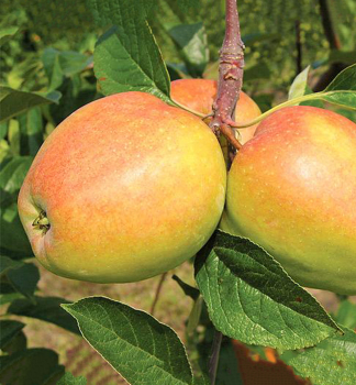 Apfel JADERNIKA MORAVSK Unterl. A2, wurzelnackt