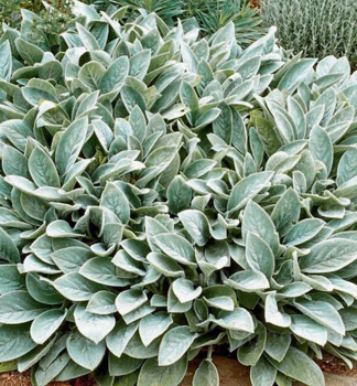 Woll-Ziest SILVER CARPET, Cont. 0,5 l