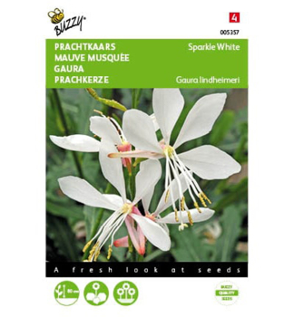 Samen - PRACHTKERZESPARKLE WHITE.