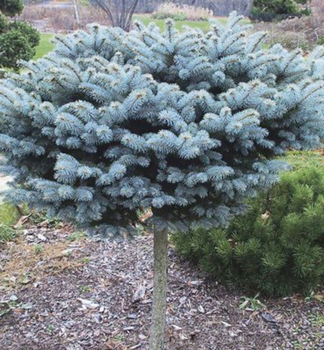 Stech-Fichte 'GLAUCA GLOBOSA' auf Stamm 50 cm, Cont. 7,5 l