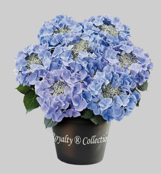 Bauern-Hortensie �FRISBEE� BLUE� 40-50 cm, Cont. 4 l