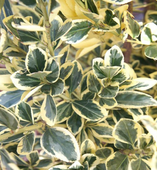 Obrzok (2)