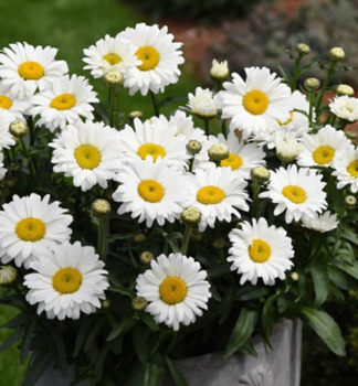 Groblumige Margerite 'SWEET DAISY JANE', Cont. 0,5 l