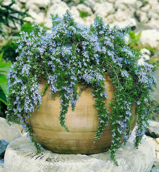 Kriechende Rosmarin BLUE RAIN, Cont. 0,5 l