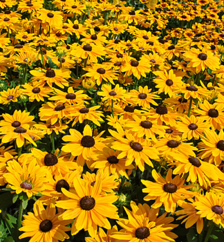 Sonnenhut (Rudbeckia) SMILEYZBIG LUCK Cont. 0,5 l