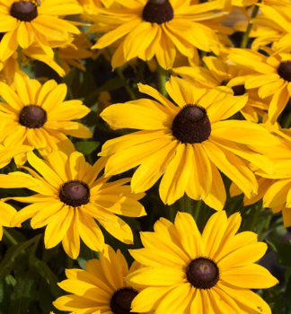 Sonnenhut (Rudbeckia) SMILEYZBIG SUN Cont. 0,5 l