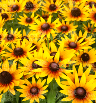 Sonnenhut (Rudbeckia) �SMILEYZ�STAR OF LIFE� Cont. 0,5 l