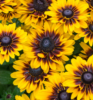 Sonnenhut (Rudbeckia) SMILEYZTIGER Cont. 0,5 l