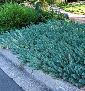 Fetthenne BLUE SPRUCE Cont. 0,5 l