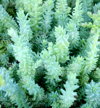 Obrzok (4)