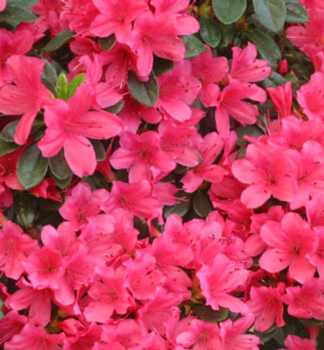 Japanische Azalee GEISHA RED 20-30 cm, Cont. 2,5 l