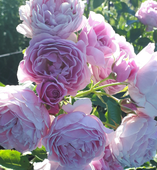 Rose NAUTICA ** ADR Kordes 2017, Cont. 2 l