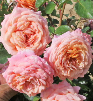 Kletterrose PEACH MELBA ** Kordes 2018, ADR, Cont. 2 l