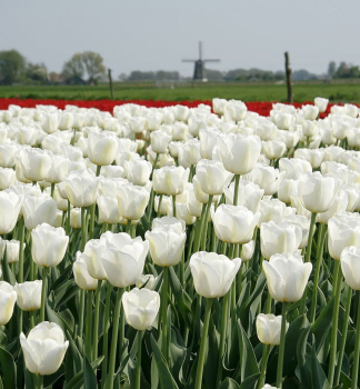 Tulpe ANTARCTICA, Packungsinhalt 5 St.