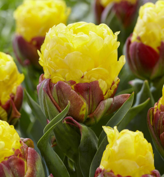 Tulpe ICE CREAM BANANA Packungsinhalt 3 St.