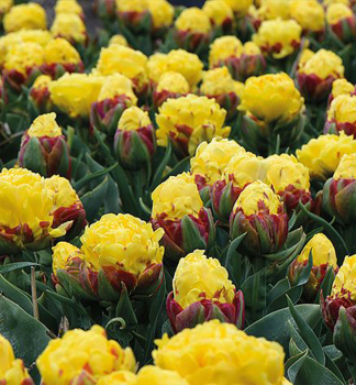 Tulpe �ICE CREAM BANANA�, Cont. 0,5 l