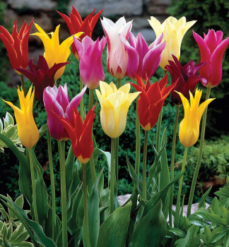 Tulpe LILY BLOWERING MIXED Packungsinhalt 5 St.
