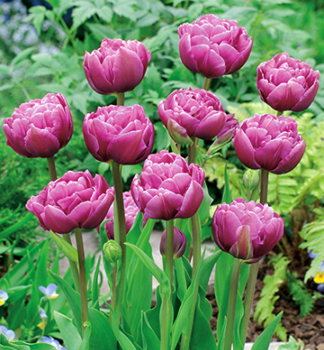 Tulpe MARGARITA, Packungsinhalt 5 St.