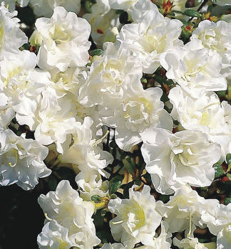 Japanische Azalee SNOW PEARL 20-30 cm, Cont. 2,5 l