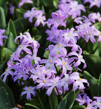Strahlendes Violett VIOLET BEAUTY Packungsinhalt 10 St.