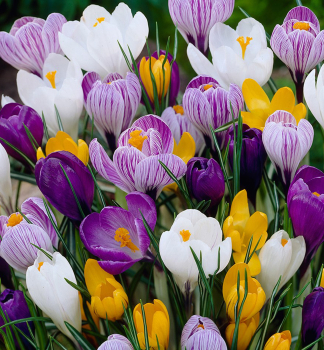 Groblumige Krokusse LARGE FLOWERING MIX Packungsinhalt 10 St.